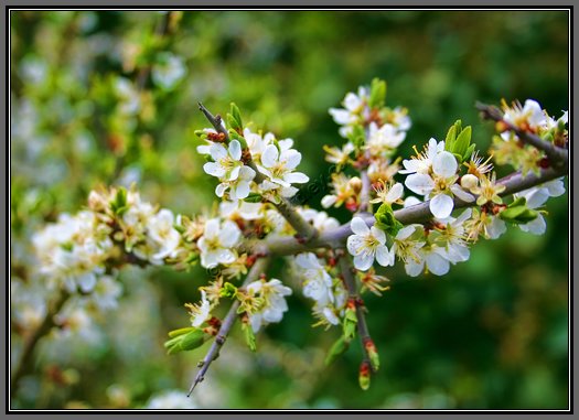 hawthorn-blossom.jpg Hawthorn Blossom in May