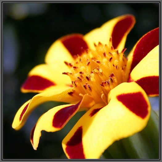 marigold-jolly-jester.jpg Jolly Jester Marigold