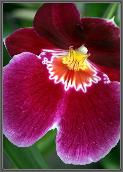 miltonia-oriental.jpg Miltonia Oriental