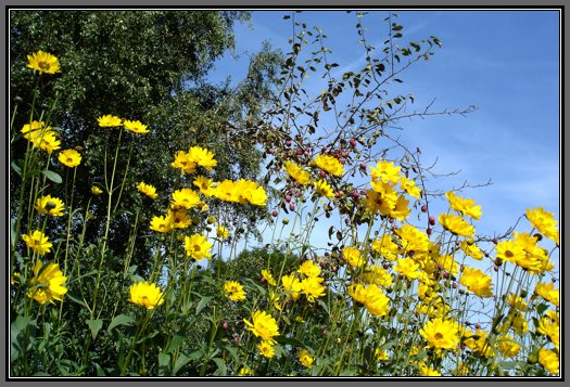 perpetual-sunflowers.jpg Perpetual Sunflowers