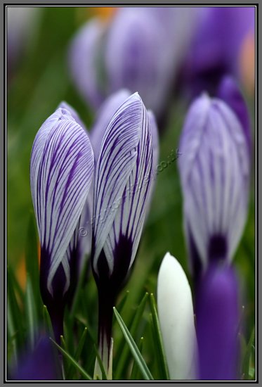 variegated-crocuses.jpg Spring Is Sprung