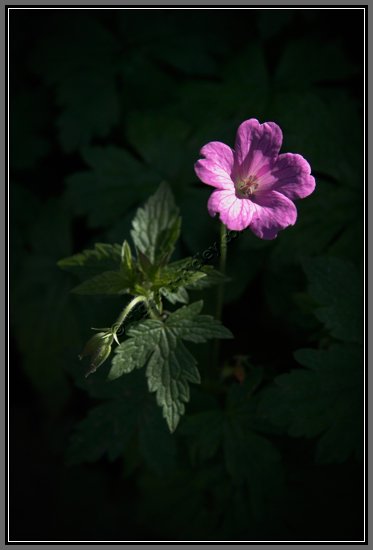 wood-cranesbill.jpg Wood Crane's Bill