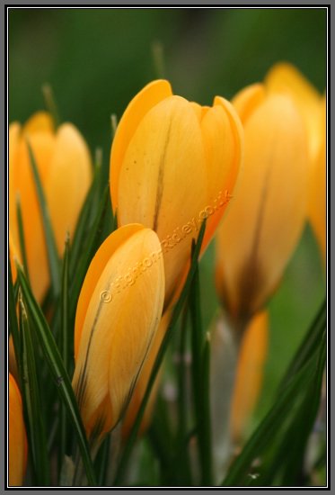 yellow-crocuses.jpg Orange-Yellow Crocuses