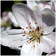 Apple Blossom Flower - apple-blossom-stamen-stigma.jpg click to see this fine art photo at larger size