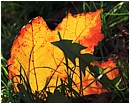 Autumn Leaf Glow - autumn-leaf-glow.jpg click to see this fine art photo at larger size