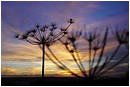Cow Parsley Silhouette - autumn-sunset-echoes.jpg click to see this fine art photo at larger size