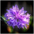 Purple Batchelor's Button - batchelors-button-cornflower.jpg click to see this fine art photo at larger size