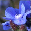 Anchusa Azurea - blue-flower-composition.jpg click to see this fine art photo at larger size