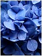 Raindropped Blue Hydrangea - blue-hyderangea-petals.jpg click to see this fine art photo at larger size