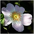 Rosa Canina, Dog Rose - dog-rose.jpg click to see this fine art photo at larger size