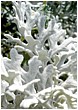 Silver Antlers - dusty-miller.jpg click to see this fine art photo at larger size