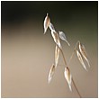 Fruiting Wild Oat - fruiting-wild-oat.jpg click to see this fine art photo at larger size