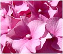 Pink Hydrangea Petals - pink-hydrangea-petals.jpg click to see this fine art photo at larger size