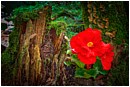 Red Begonia in the Wild - spitchwick-begonia.jpg click to see this fine art photo at larger size