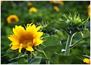 Opening Sunflower - sunflower-heads.jpg click to see this fine art photo at larger size