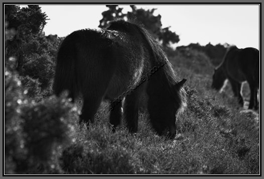 dartmoor-ponies-grazing.jpg Dartmoor Ponies Grazing