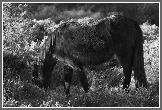 dartmoor-pony-grazing-3.jpg Grazing Dartmoor Pony