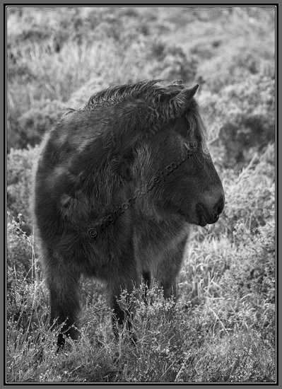 dartmoor-pony-profile.jpg Dartmoor Pony In Profile