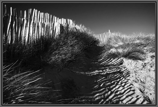 fencing-in-the-dunes.jpg Fencing In The Dunes