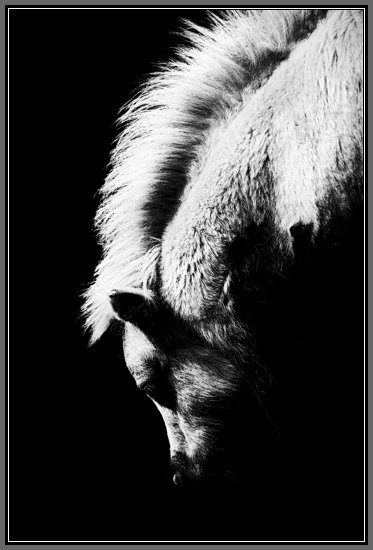 grazing-pony-study.jpg Grazing Pony Study