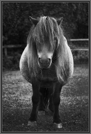 miniature-pony-resting.jpg Resting Miniature Pony