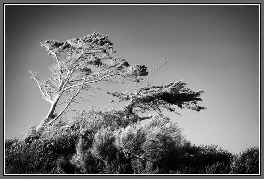 surviving-the-salt-wind.jpg The Salt Wind Blows
