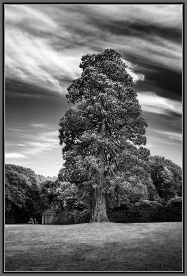 tree-and-pavillion-bw.jpg Tree and Pavillion
