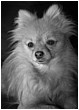 Bonnie The Pomeranian - bonnie-1.jpg click to see this fine art photo at larger size