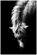 Curve Of The Neck - curve-of-the-neck.jpg click to see this fine art photo at larger size