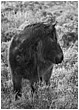 Dartmoor Pony In Profile - dartmoor-pony-profile.jpg click to see this fine art photo at larger size