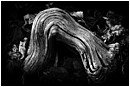 Personification of Persephone - dead-root-and-leaf-fall.jpg click to see this fine art photo at larger size