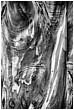Eucalyptus Texture - eucalyptus-texture-bw.jpg click to see this fine art photo at larger size