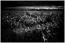 Fence No More - fence-no-more.jpg click to see this fine art photo at larger size