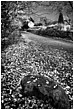 Godwell Lane In Autumn - godwell-lane.jpg click to see this fine art photo at larger size