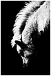 Grazing Pony Study - grazing-pony-study.jpg click to see this fine art photo at larger size