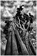 Clawing The Skies - hugging-trees.jpg click to see this fine art photo at larger size