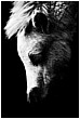 Light Grazing - light-grazing.jpg click to see this fine art photo at larger size
