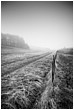 Mist Over Wiltshire Field - mist-over-wiltshire-field.jpg click to see this fine art photo at larger size
