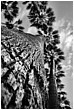 Palm Tree Crowns - palm-trees.jpg click to see this fine art photo at larger size