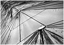 Parasol Tops - parasol-tops.jpg click to see this fine art photo at larger size