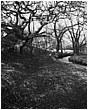 River On Lee Moor - river-on-lee-moor-portrait.jpg click to see this fine art photo at larger size