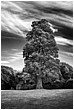 Tree and Pavillion - tree-and-pavillion-bw.jpg click to see this fine art photo at larger size