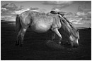 White Dartmoor Pony Portrait - white-pony-portrait.jpg click to see this fine art photo at larger size